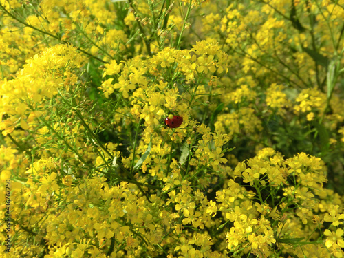 Summer background bright yellow flowers rorippa amphibia