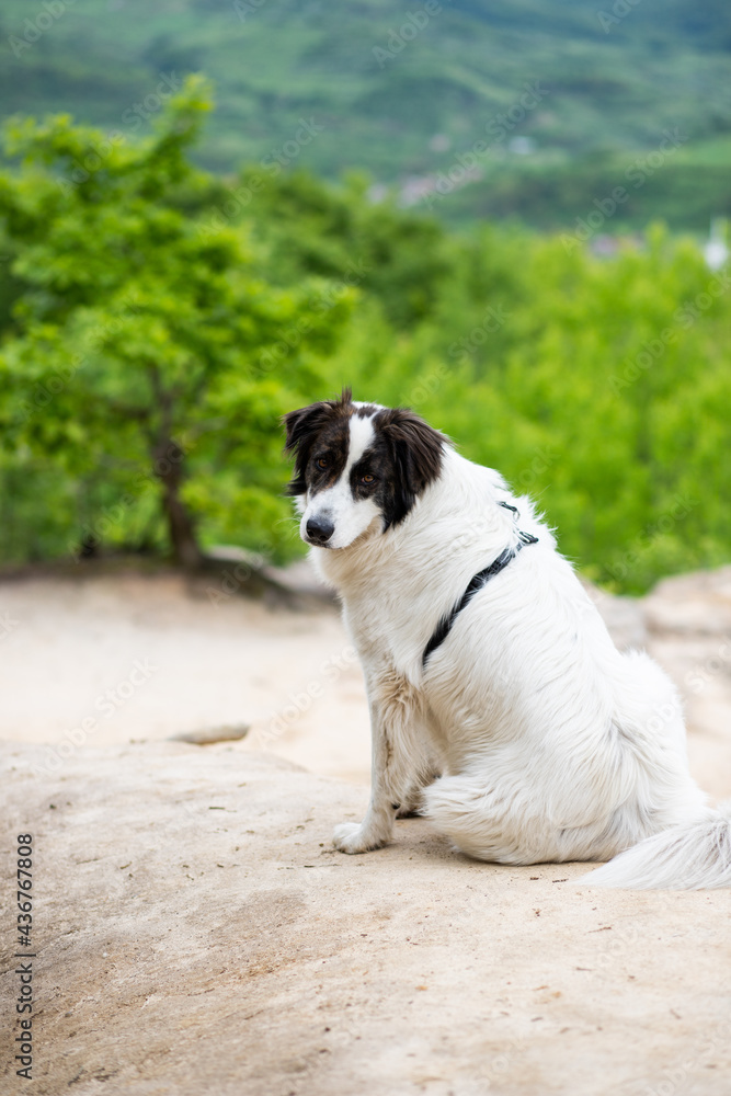 white shepherd dog enjoying outdoors
