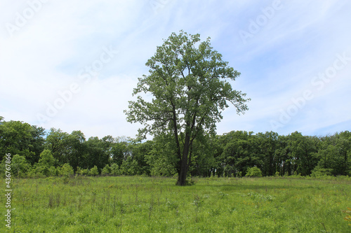 Cottownwood tree in the center of a meadow  with cirrus clouds at Somme Prairie Nature Preserve in Northbrook, Illinois photo