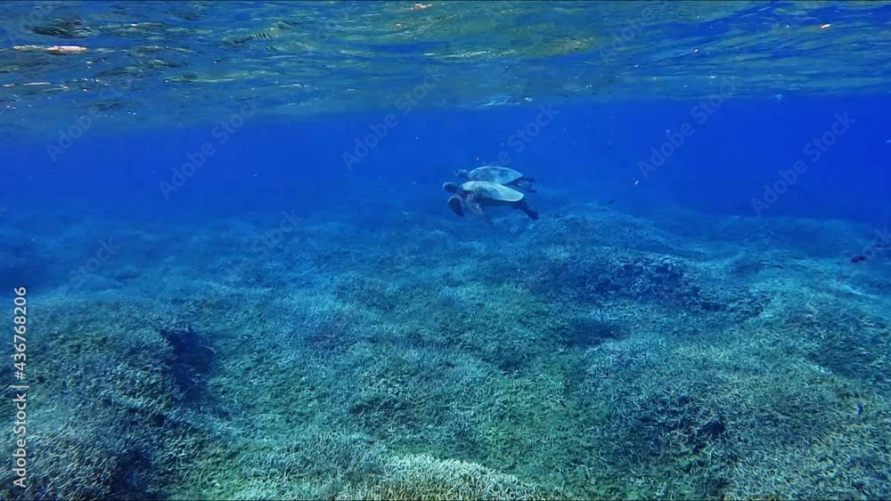 Large Turtle Slowly Swims Under Clear Water Just Above The Coral Reefs. medium shot Large Turtle Slowly Swims Under Clear Water Just Above The Coral Reefs. medium shot