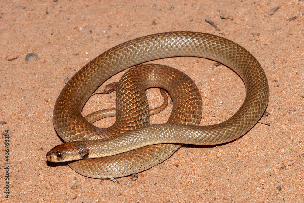 Obraz premium Australian Ringed-brown