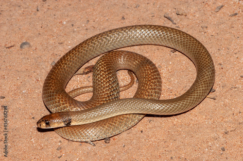 Australian Ringed-brown