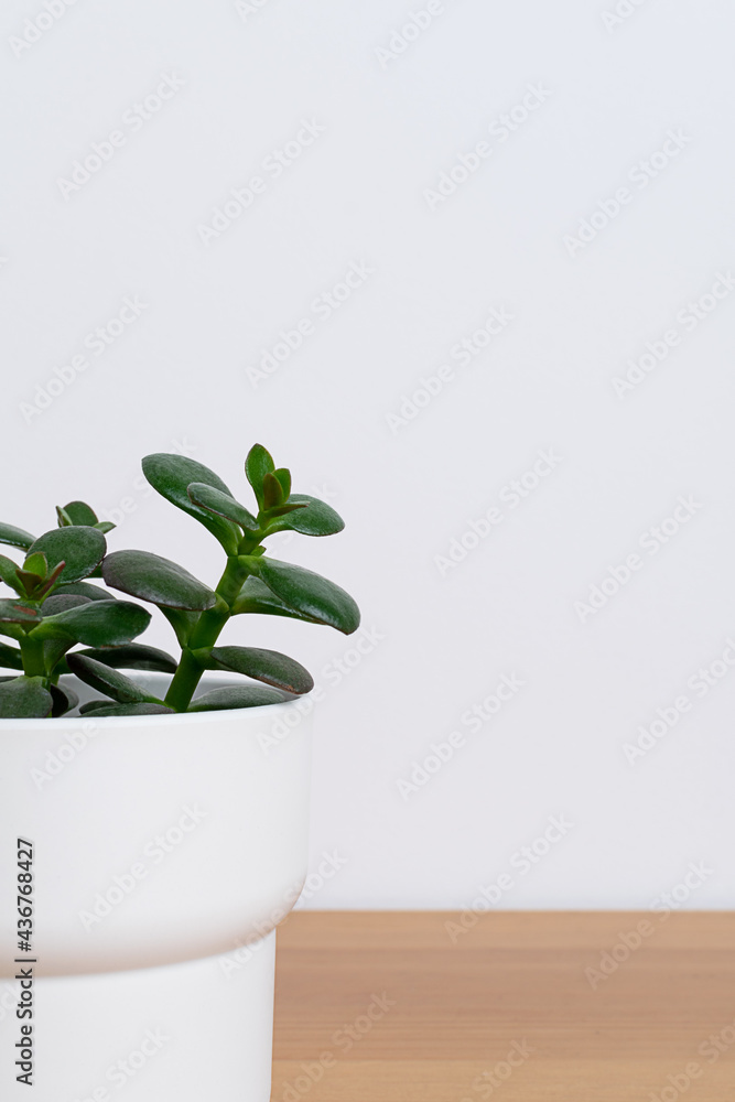 Home plant succulent in white pot at the table. Home plant succulent in white pot at the table.