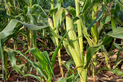 corn plantation on a farm in Mato Grosso do Sul, Brazil