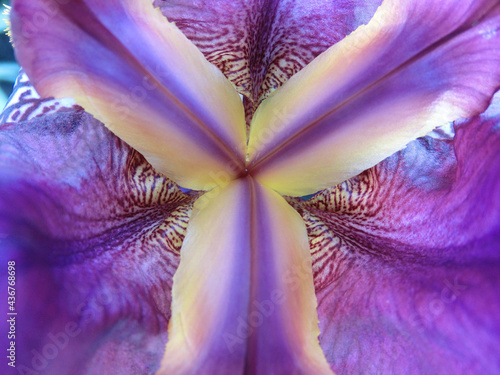 Fototapeta Naklejka Na Ścianę i Meble -  Background view inside iris flower macro shooting