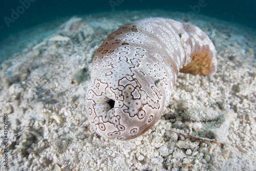 Foto A large sea cucumber, Bohadschia argus, is found on the sand and rubble seafloor in Palau