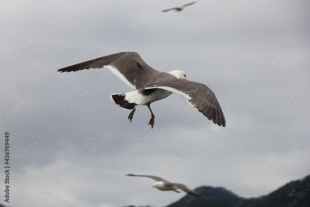 空を飛ぶウミネコ