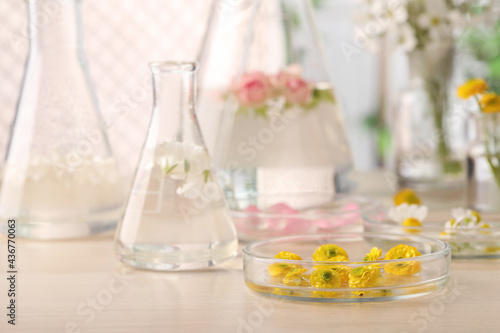 Different flowers in laboratory glassware  focus on Petri dish with yellow buttercup buds  space for text. Essential oil extraction