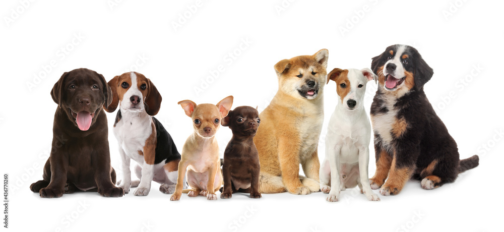 Group of adorable puppies on white background. Banner design Group of adorable puppies on white background. Banner design