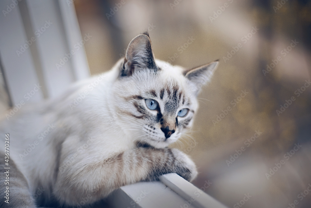 Fototapeta premium Portrait of a sad Thai cat on the windowsill.