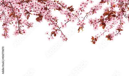 Beautiful sakura tree branches with delicate pink flowers on white background