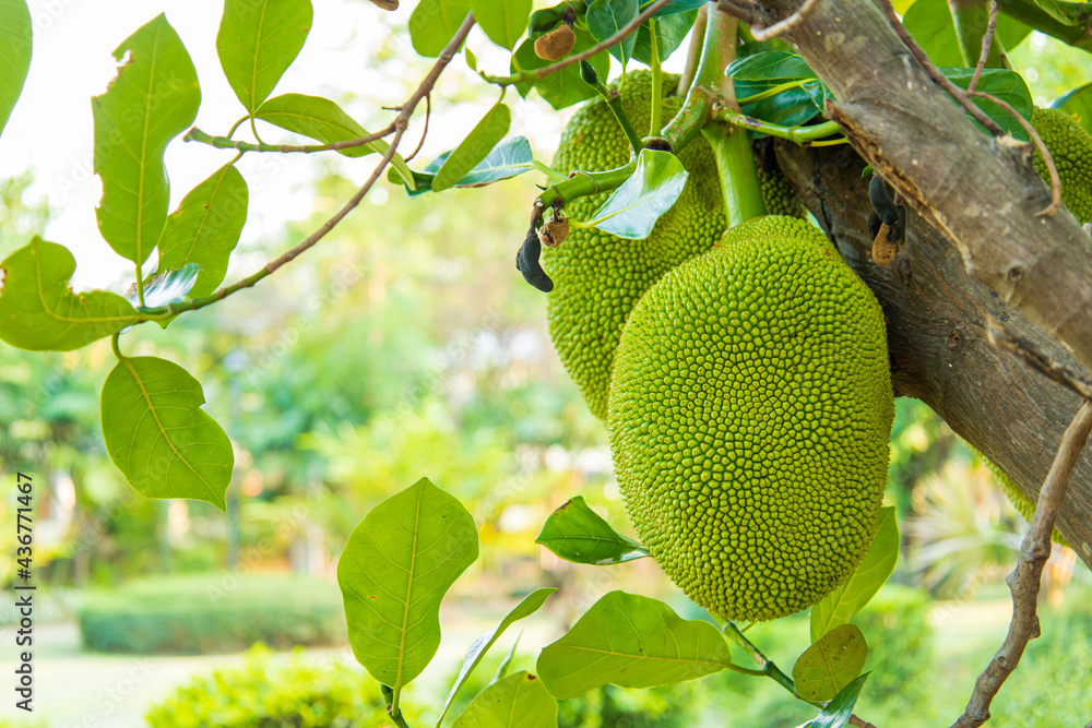 Jackfruit scientific name Artocarpus heterophyllus, Jackfruit hanging