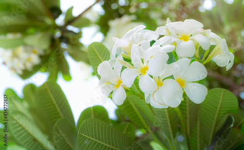 Frangipani flower or Plumeria alba with green leaves in summer. Gentle white petals of plumeria flowers with yellow at center. Health and spa background. Relax in tropical garden. Temple tree.