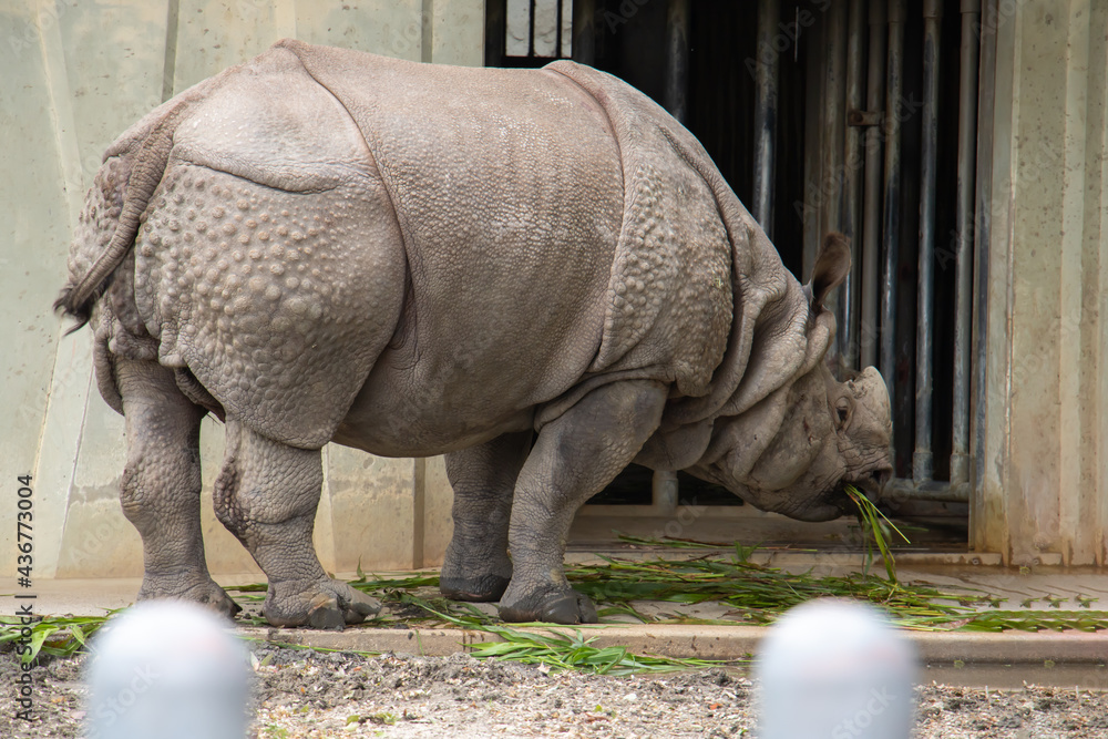 Naklejka premium サイ