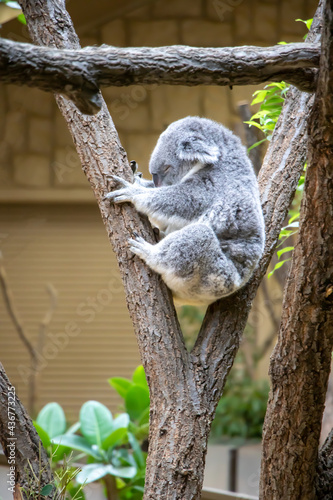 木の上で眠るコアラの子供