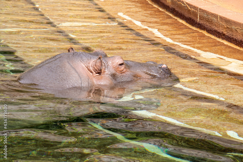 Fototapeta premium 水面に顔だすカバ