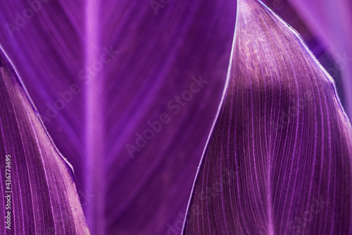 Close up of green Cigar flower leaves photo