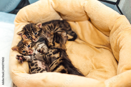 Fototapeta Naklejka Na Ścianę i Meble -  Closee-up Bengal charcoal kittens laying on the pillow