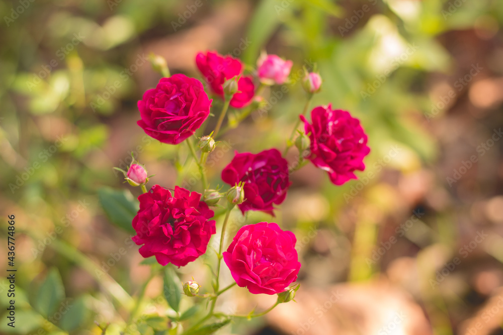 Obraz premium Flores