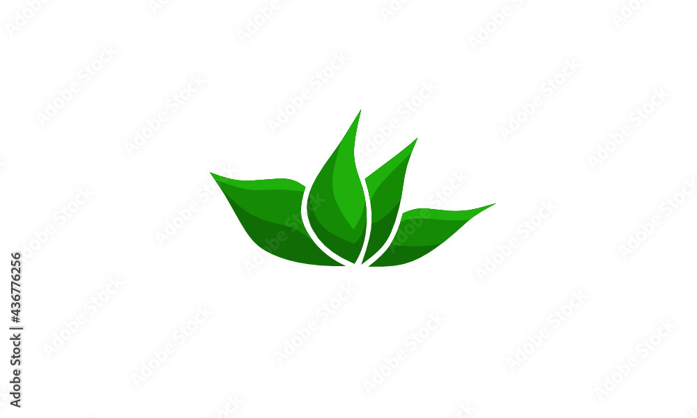 Fresh growing leaves Fresh growing leaves