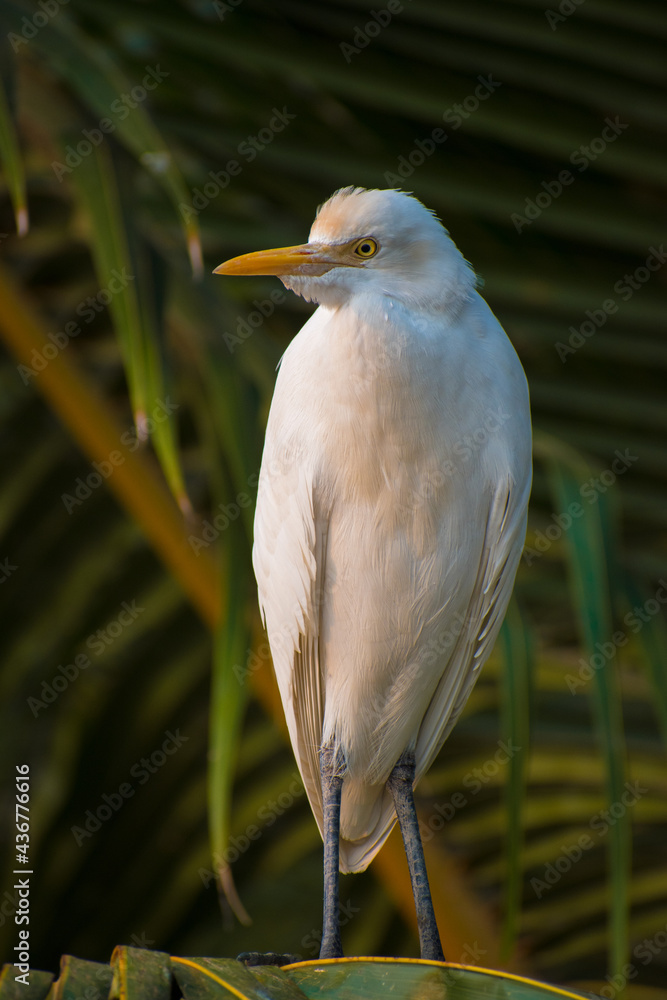 Obraz premium white crane bird standing on tree.Looking right