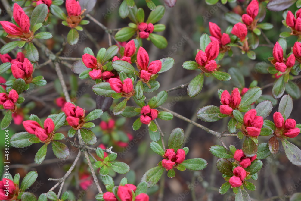 Red flower buds