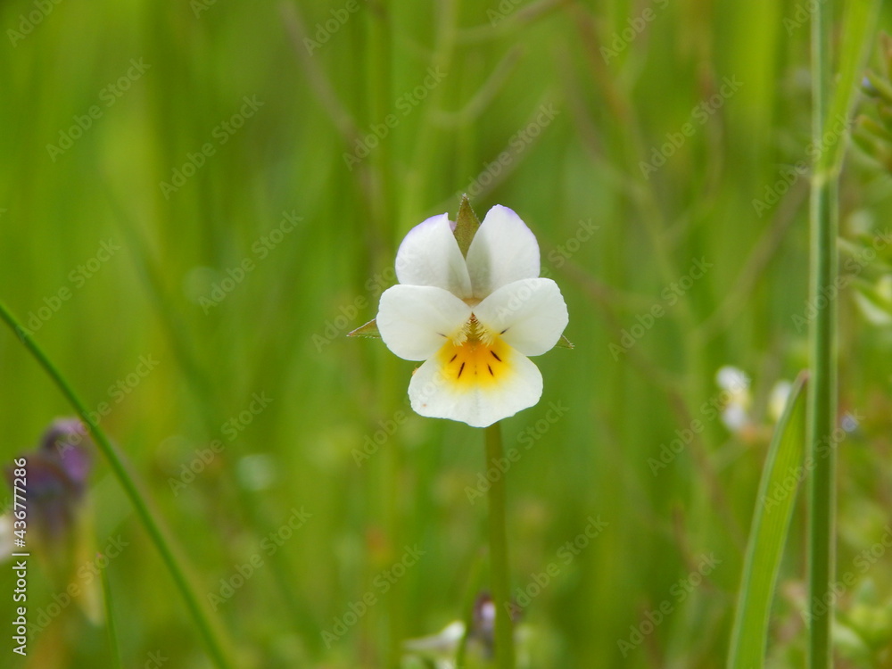 white and yellow flowers white and yellow flowers