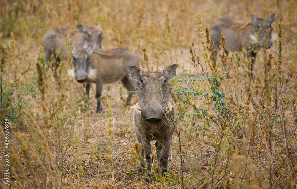 Family of warthogs. Family of warthogs.