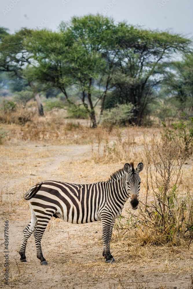 Obraz premium Vertical image of a lone zebra with a tree in the background.