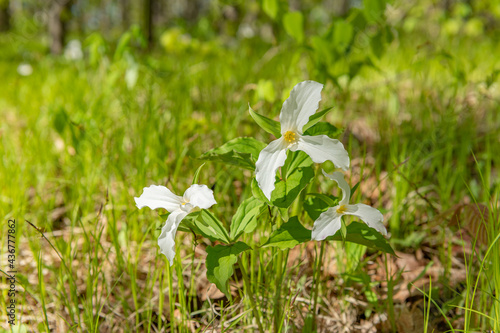 Ontario's Provincial Flower The Trillium in a Grouping of Three © Roxane Bay
