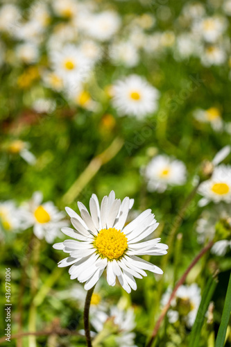 A macro of a field of white flowers on grass with bees