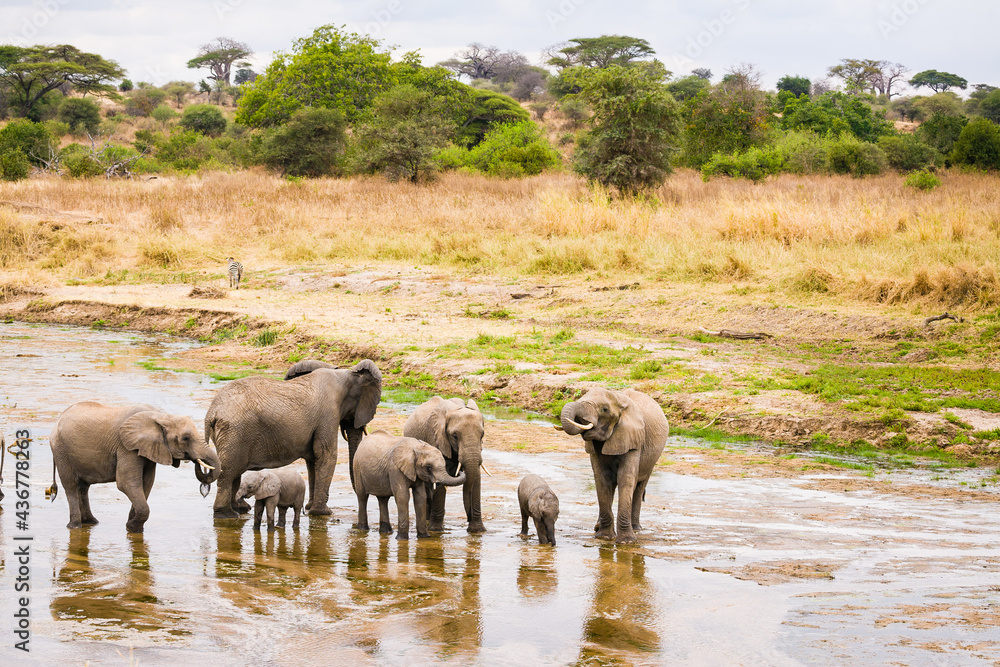 Obraz premium a group of African Elephants walking and drinking in a shallow river bed.