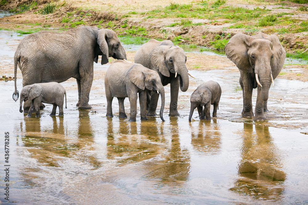  a group of African Elephants walking and drinking in a shallow river bed.