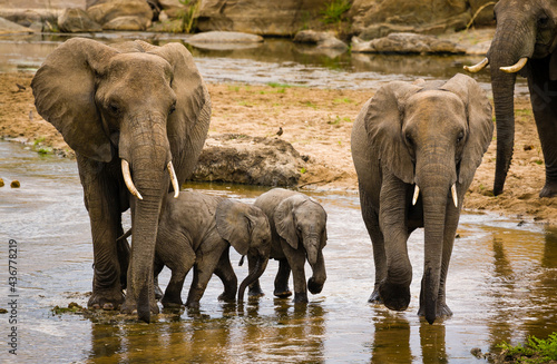 Family group of elephants including babies walking in shallow river.
