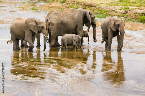 Group of elephant walking and drinking in shallow river.