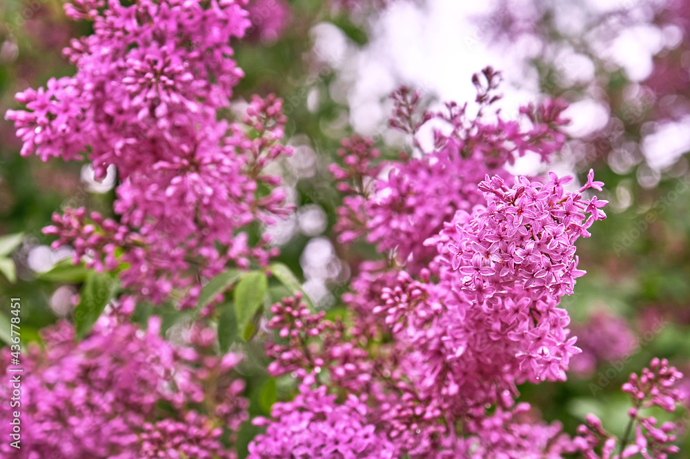 Bright flowering branches of lilac in the spring season Bright flowering branches of lilac in the spring season