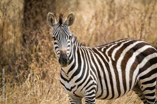 Closeup of Zebra looking at the camera in Tanzania  Africa.