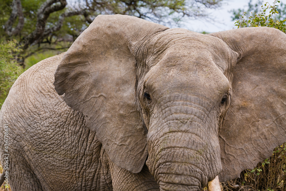 Very Closeup of elephant in Tanzania.