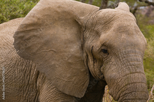 Very Closeup of elephant in Tanzania.