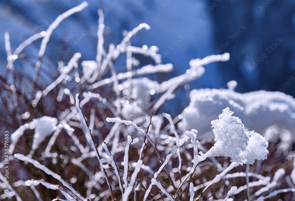 Splendor of nature in unexpected and unusual forms: morning white hoarfrost and ice on the bush branches in the mountains at sunrise in the winter season