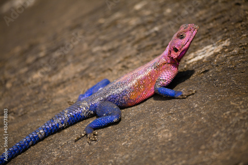 Obraz na plátně Red headed Agama lizard on a rock.