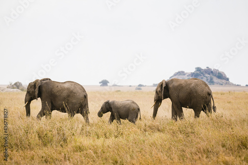 Photography Elephant family walking across the open savanna grasslands.