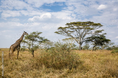 Giraffe feeding on an Acacia tree in Tarangire Park Tanzania.