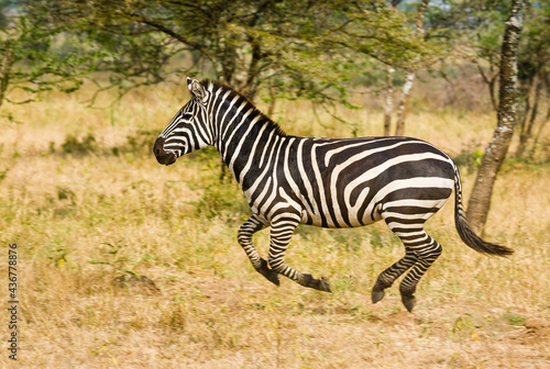 Obraz na plátně Zebra running full gallop on the plain.