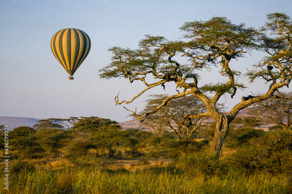 Hot air balloon floating over an acacia tree in Serengeti National Park. - obrazy, fototapety, plakaty 