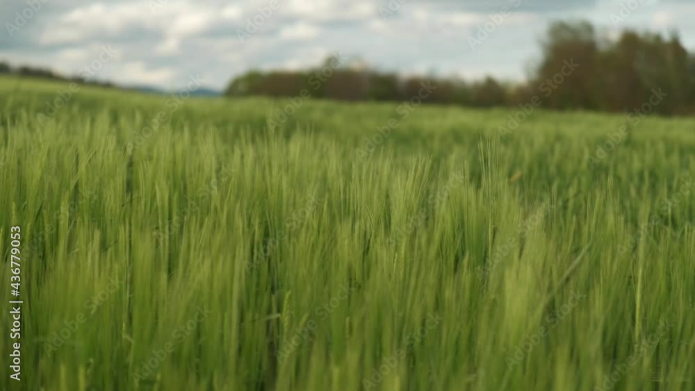 Agriculture wheat field farmland crops in the wind with overcast sky Agriculture wheat field farmland crops in the wind with overcast sky