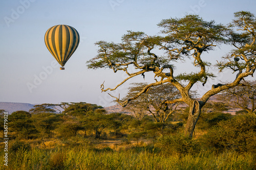 Hot air balloon floating over an acacia tree in Serengeti National Park.