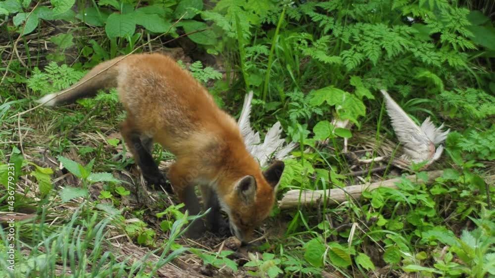 Cute red fox cub stands in the grass and looks at the camera. Red fox close up. Slow motion european fox. Cute red fox cub stands in the grass and looks at the camera. Red fox close up. Slow motion european fox.
