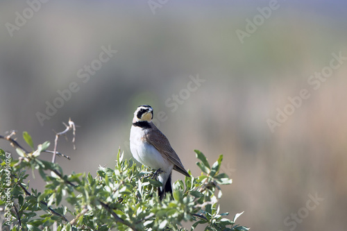 Horned Lark at dawn in a field in southern Utah in spring photo