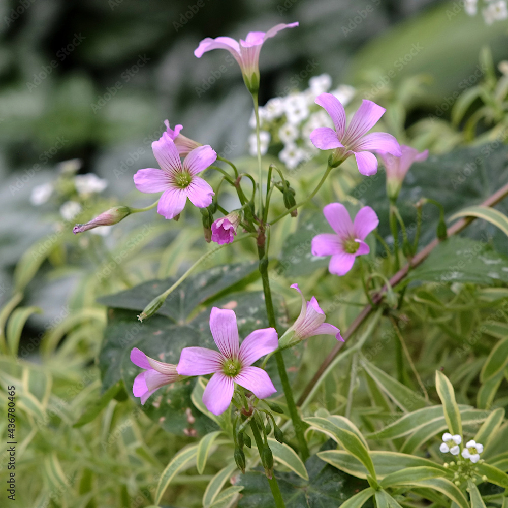 Fototapeta premium pink and white flowers